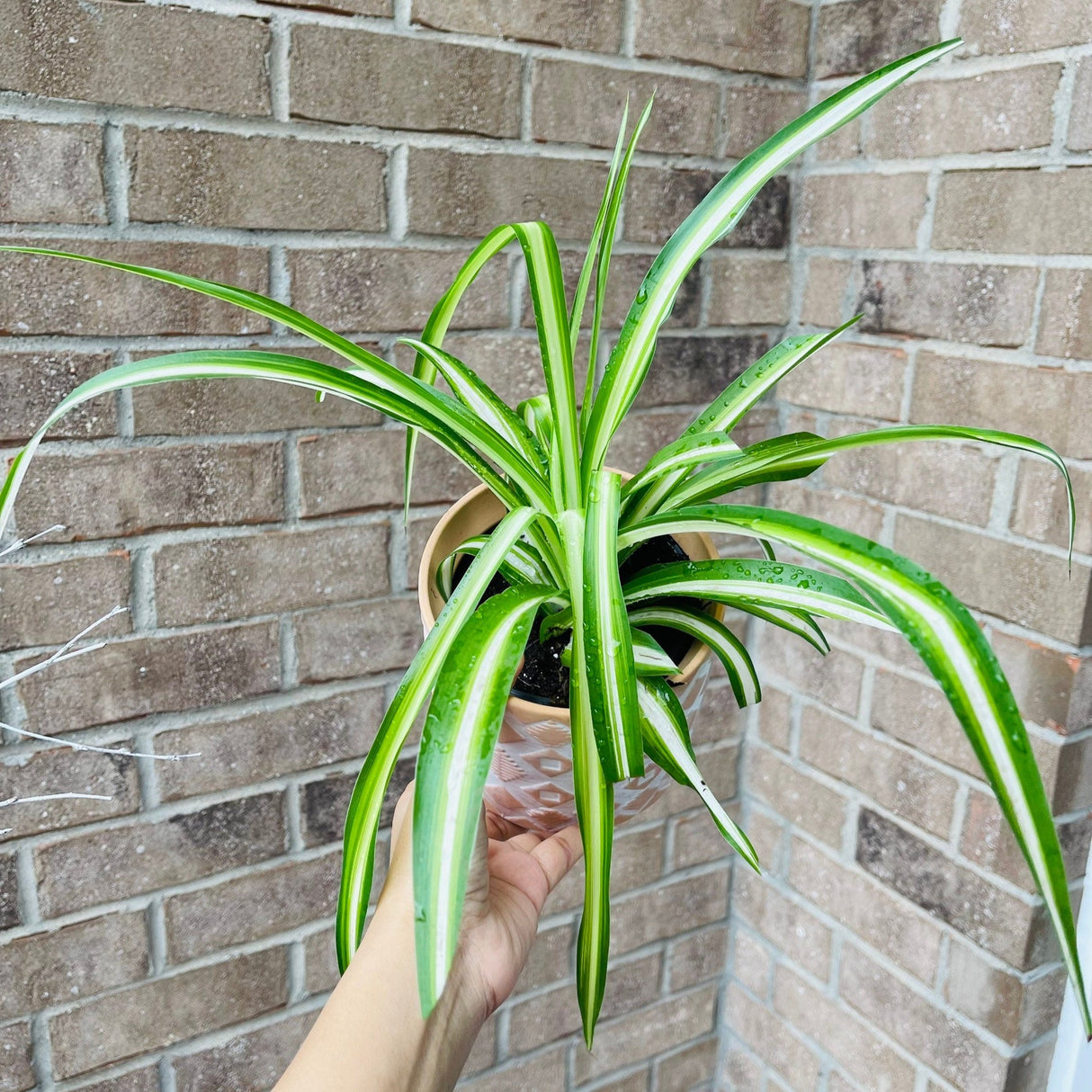 Spider Plant in a Nursery Pot