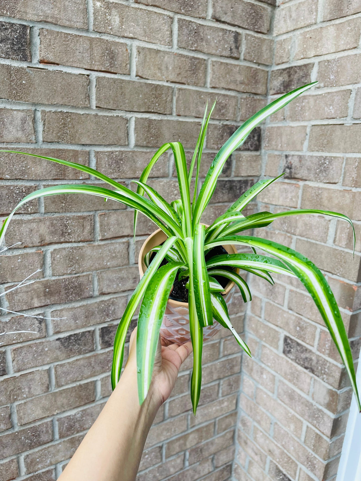 Variegated spider plant in a nursery pot