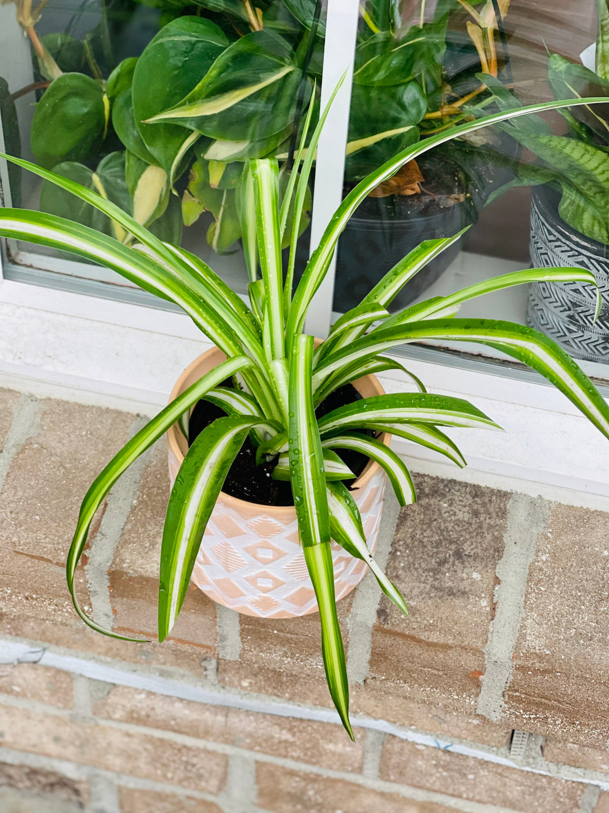 Variegated spider plant in a nursery pot