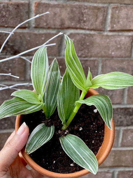 Tradescantia Albiflora Variegated Green and White | Tradescantia Stripe Albiflora Variegata Live Plant | White Tradescantia in a 2" Pot
