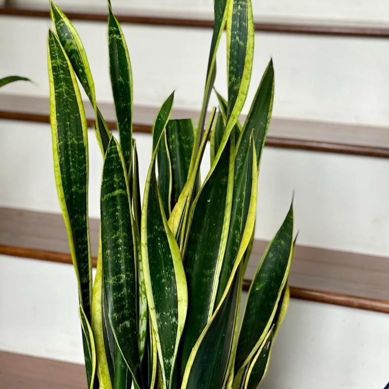 Snake Plant unrooted Cuttings