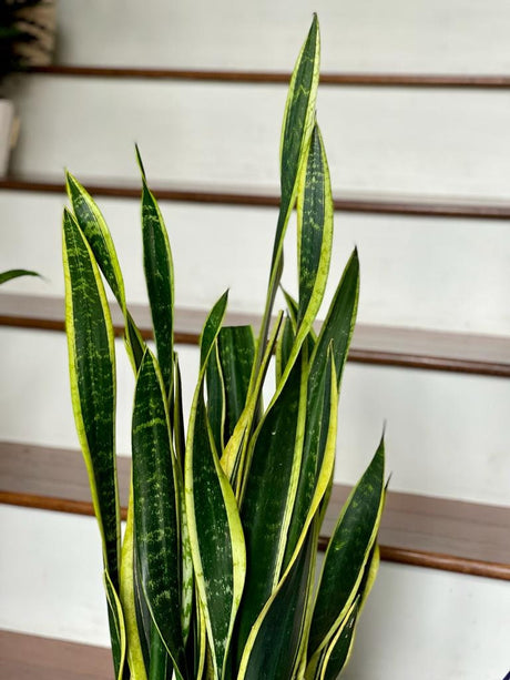 Snake Plant unrooted Cuttings | Mother-In-Law's-Tongue | Sansevieria Zeylanica | Dracaena trifasciata | Plant Cuttings |  Indoor Plants