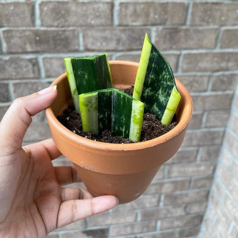 Snake Plant unrooted Cuttings