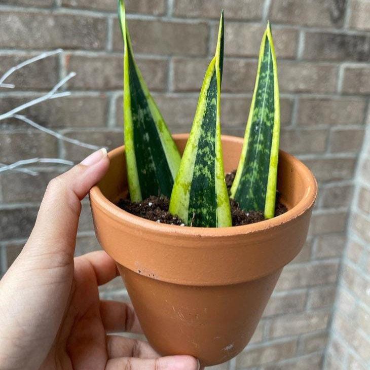 Snake Plant unrooted Cuttings