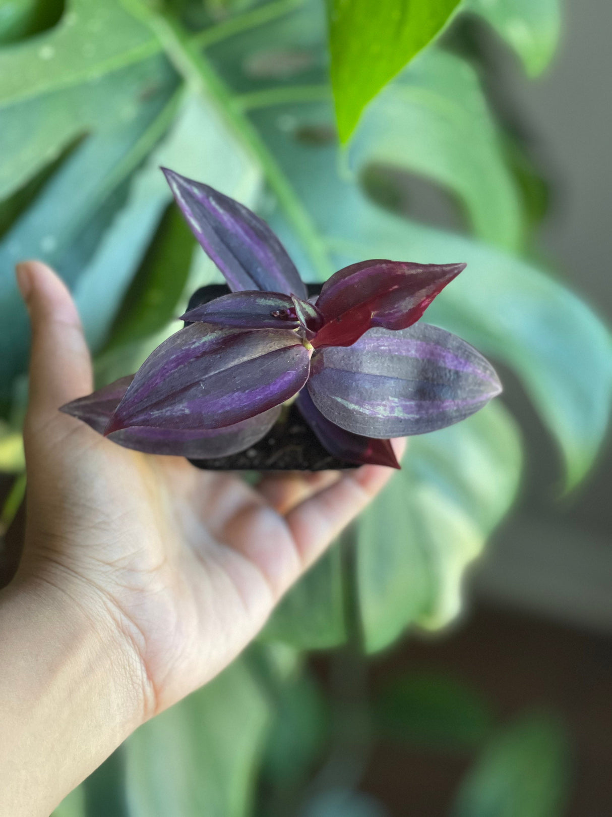 Purple Wandering Jew in 2 in Pot | Easy Care indoor plant  | Purple Queen Plant Houseplant