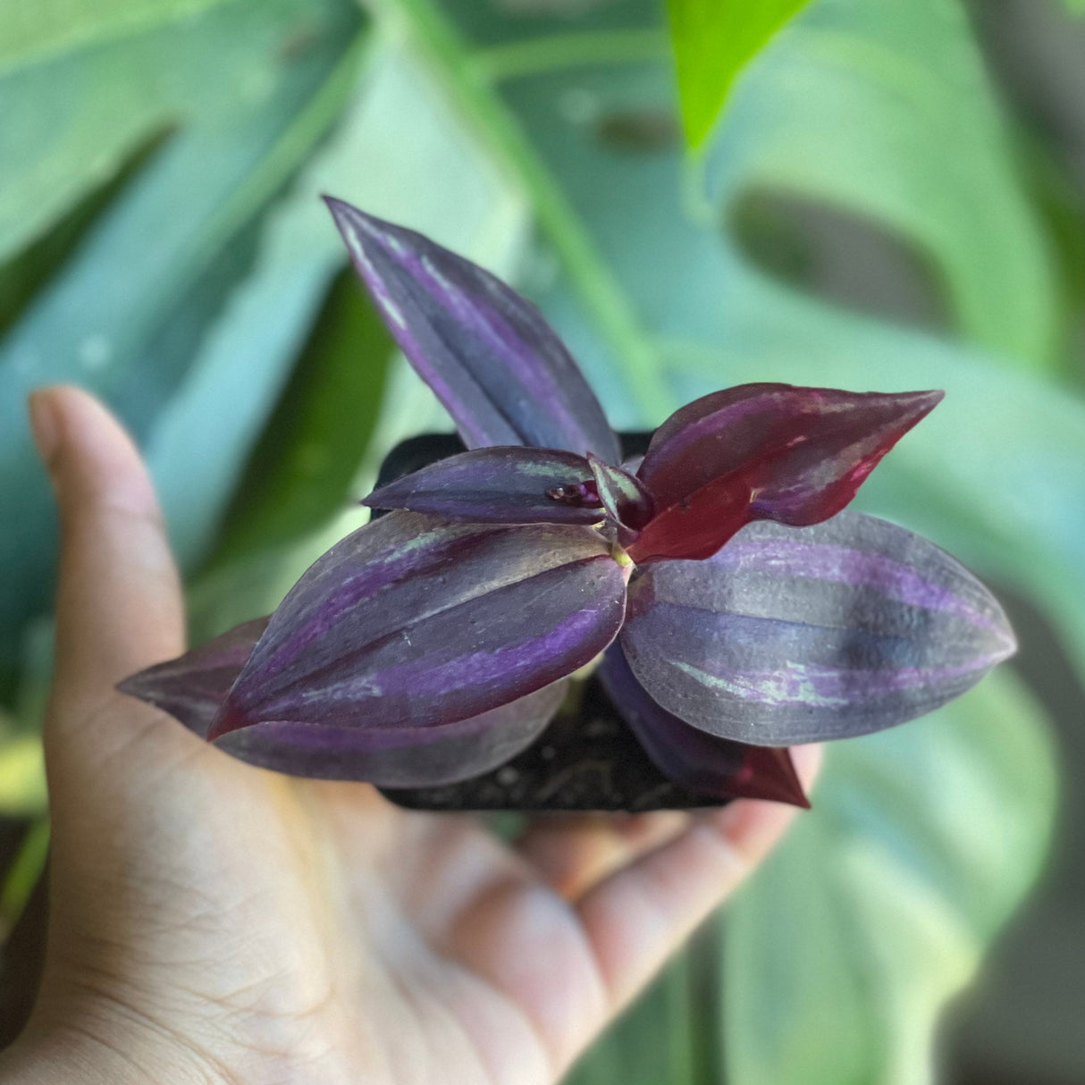 Purple Wandering Jew | Easy Care indoor plant  | Purple Queen Plant Houseplant