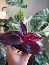 Purple Wandering Jew in 2 in Pot | Easy Care indoor plant  | Purple Queen Plant Houseplant
