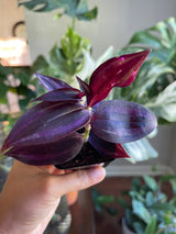 Purple Wandering Jew in 2 in Pot | Easy Care indoor plant  | Purple Queen Plant Houseplant
