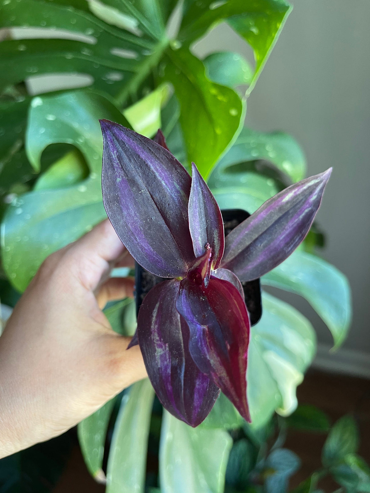 Purple Wandering Jew in 2 in Pot | Easy Care indoor plant  | Purple Queen Plant Houseplant