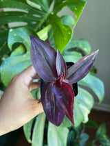 Purple Wandering Jew in 2 in Pot | Easy Care indoor plant  | Purple Queen Plant Houseplant