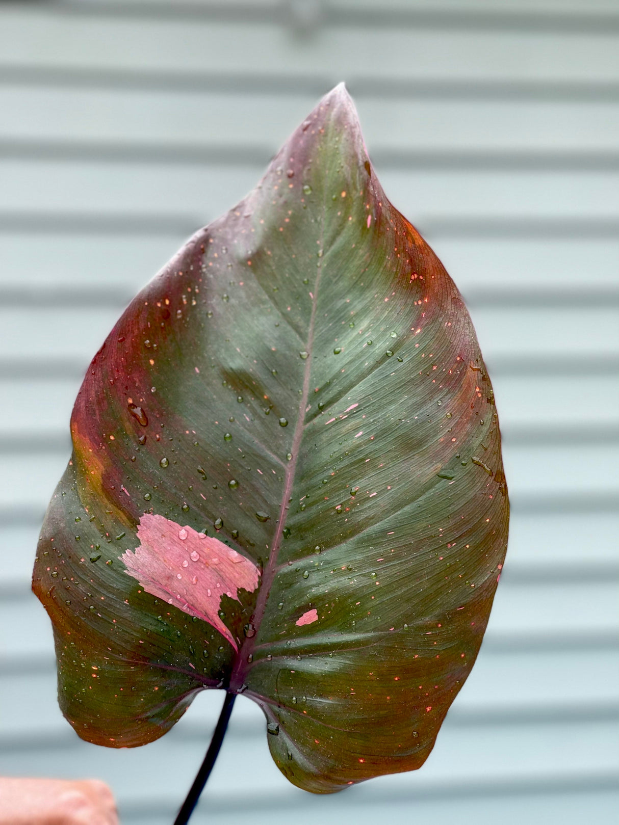Philodendron Pink Princess - Rare houseplant cutting - Single unrooted cutting