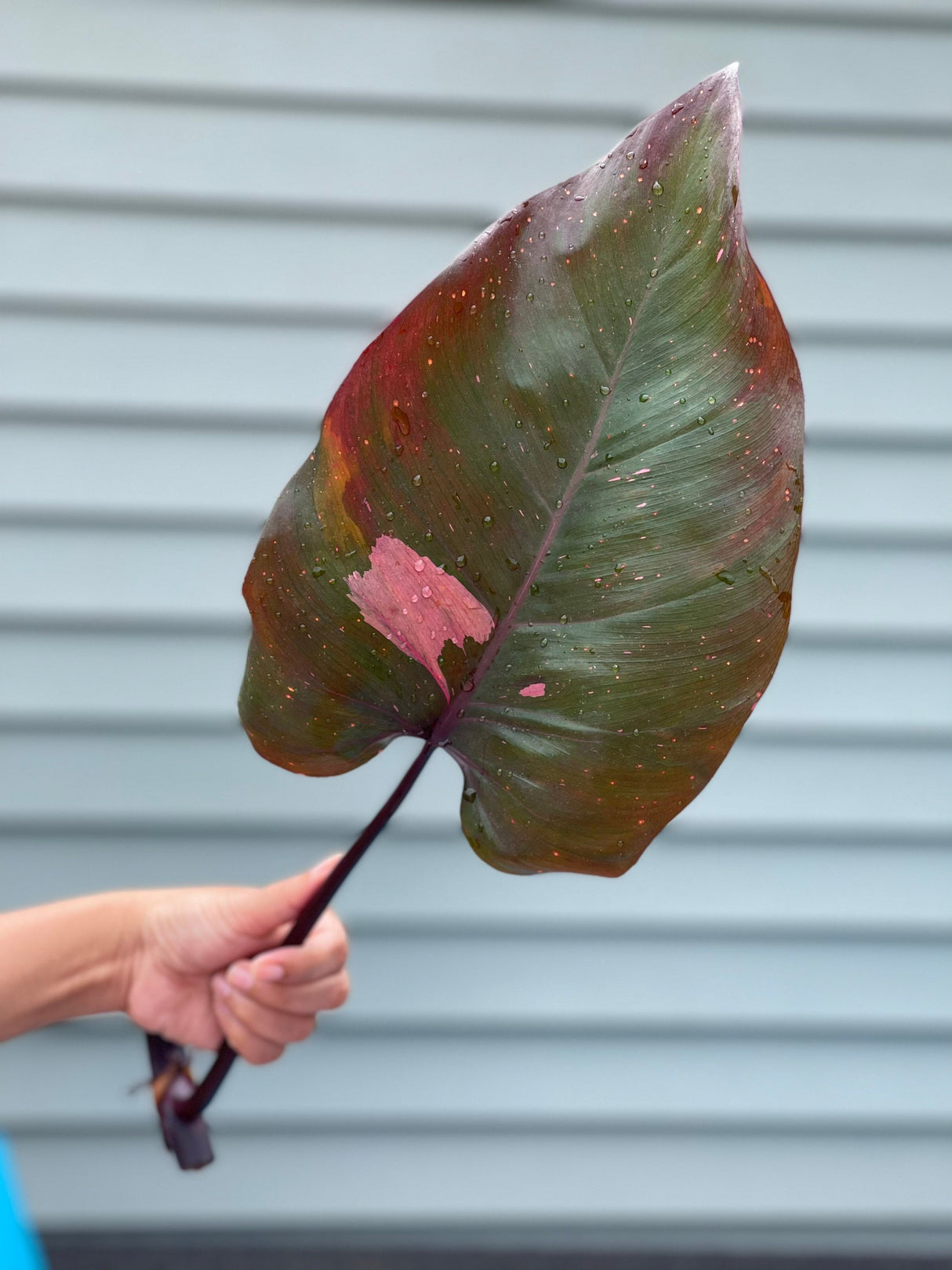 Philodendron Pink Princess - Rare houseplant cutting - Single unrooted cutting