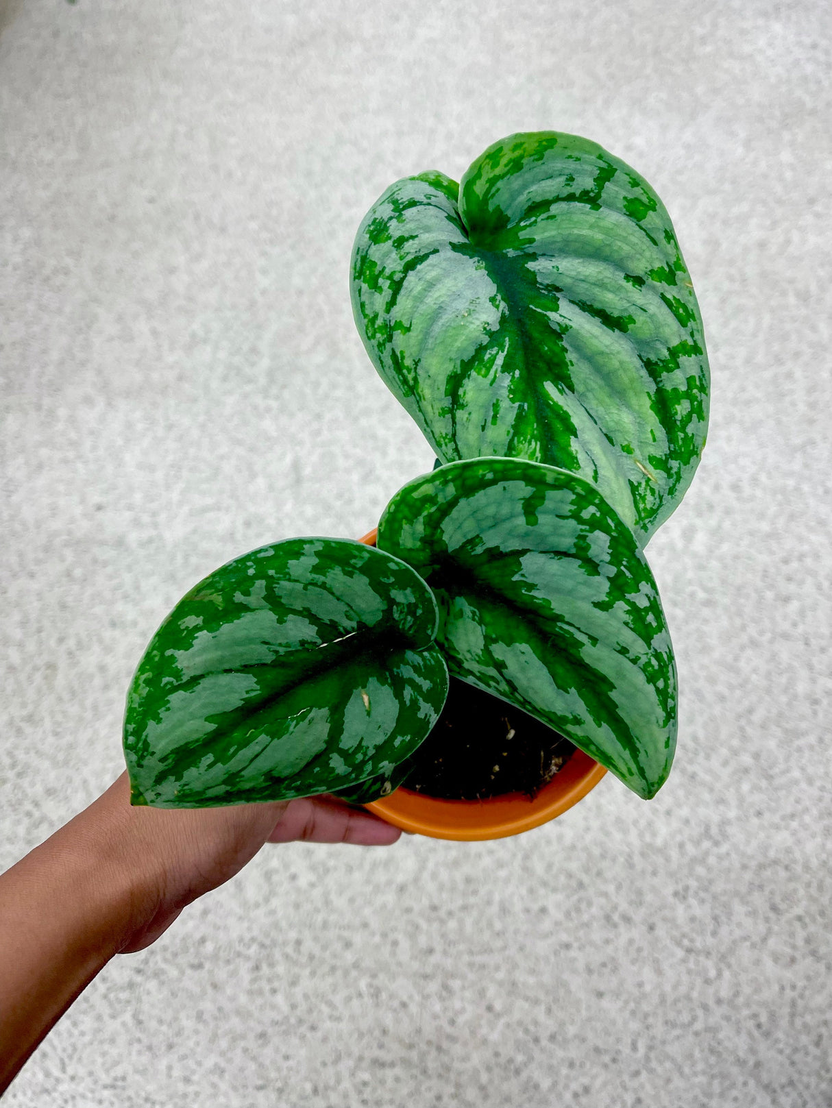 Scindapsus Silver Exotica plant - Rare vining indoor plant