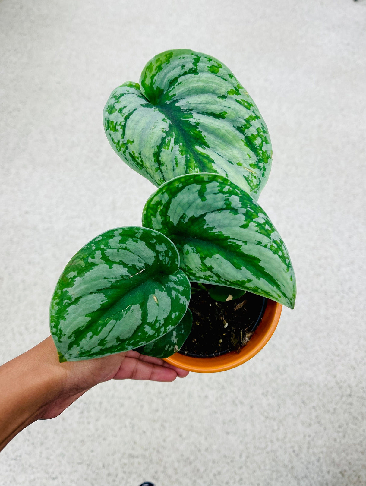 Scindapsus Silver Exotica plant - Rare vining indoor plant