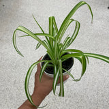 Spider Plant in a Nursery Pot