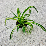 Spider Plant in a Nursery Pot