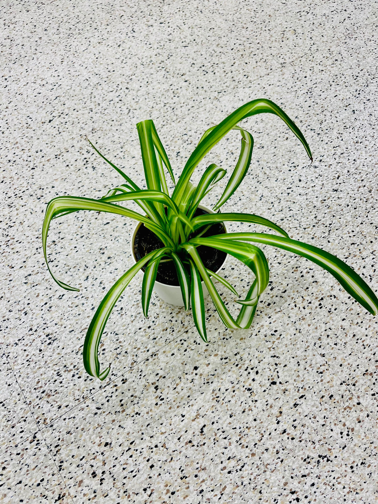 spider plant in a nursery pot - starter plant - Extremely easy care - indoor shelf plant - hanging plant - table plant