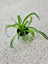 spider plant in a nursery pot - starter plant - Extremely easy care - indoor shelf plant - hanging plant - table plant