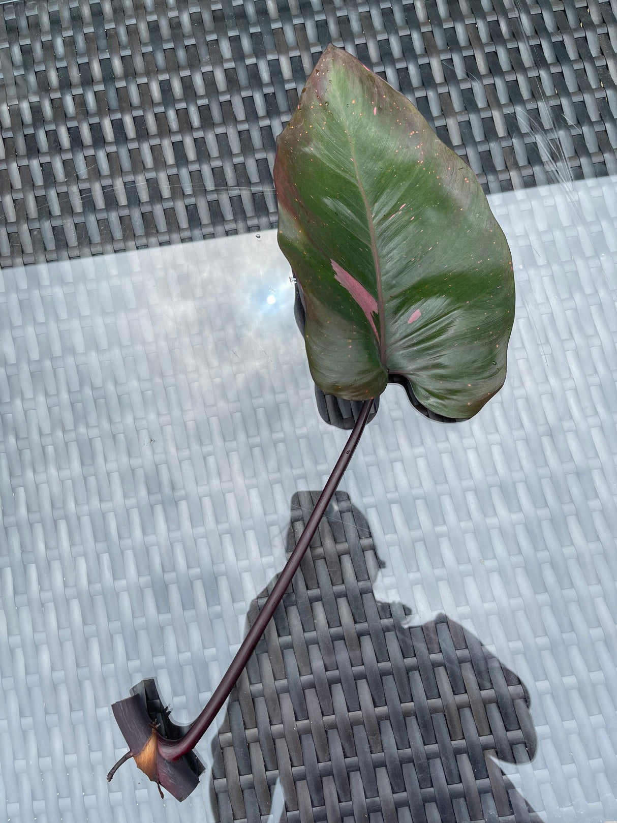 Philodendron Pink Princess - Rare houseplant cutting - Single unrooted cutting