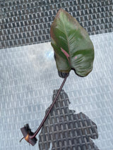 Philodendron Pink Princess - Rare houseplant cutting - Single unrooted cutting