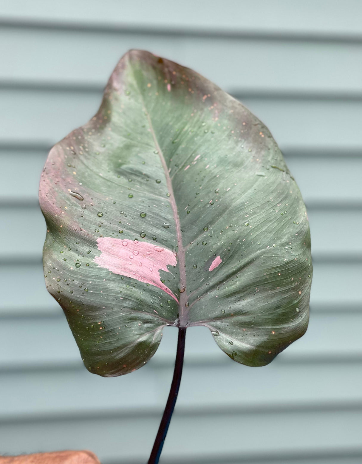 Philodendron Pink Princess - Rare houseplant cutting - Single unrooted cutting