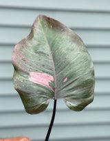 Philodendron Pink Princess - Rare houseplant cutting - Single unrooted cutting