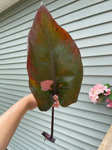 Philodendron Pink Princess - Rare houseplant cutting - Single unrooted cutting