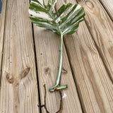 Albo Cutting monstera