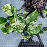 RARE Marble Pothos Cuttings