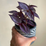 Purple Wandering Jew | Easy Care indoor plant  | Purple Queen Plant Houseplant