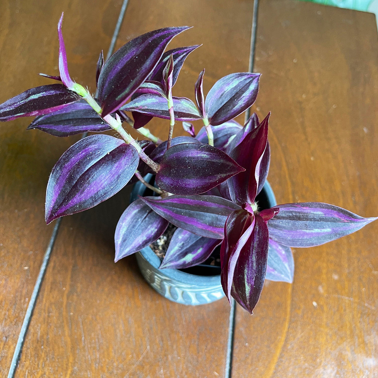 Purple Wandering Jew | Easy Care indoor plant  | Purple Queen Plant Houseplant