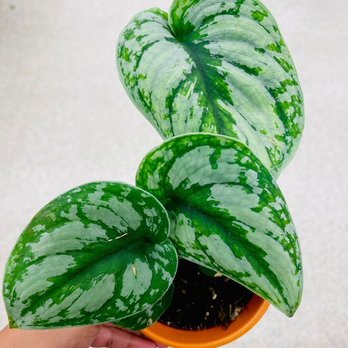 Scindapsus Silver Exotica plant