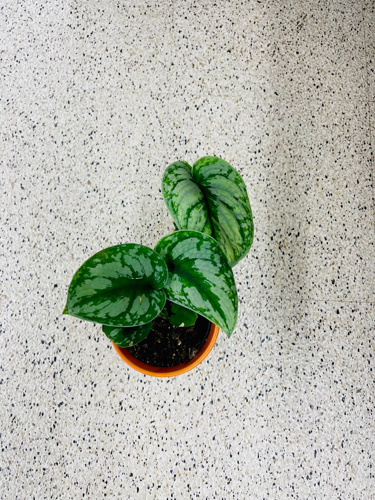 Scindapsus Silver Exotica plant - Rare vining indoor plant