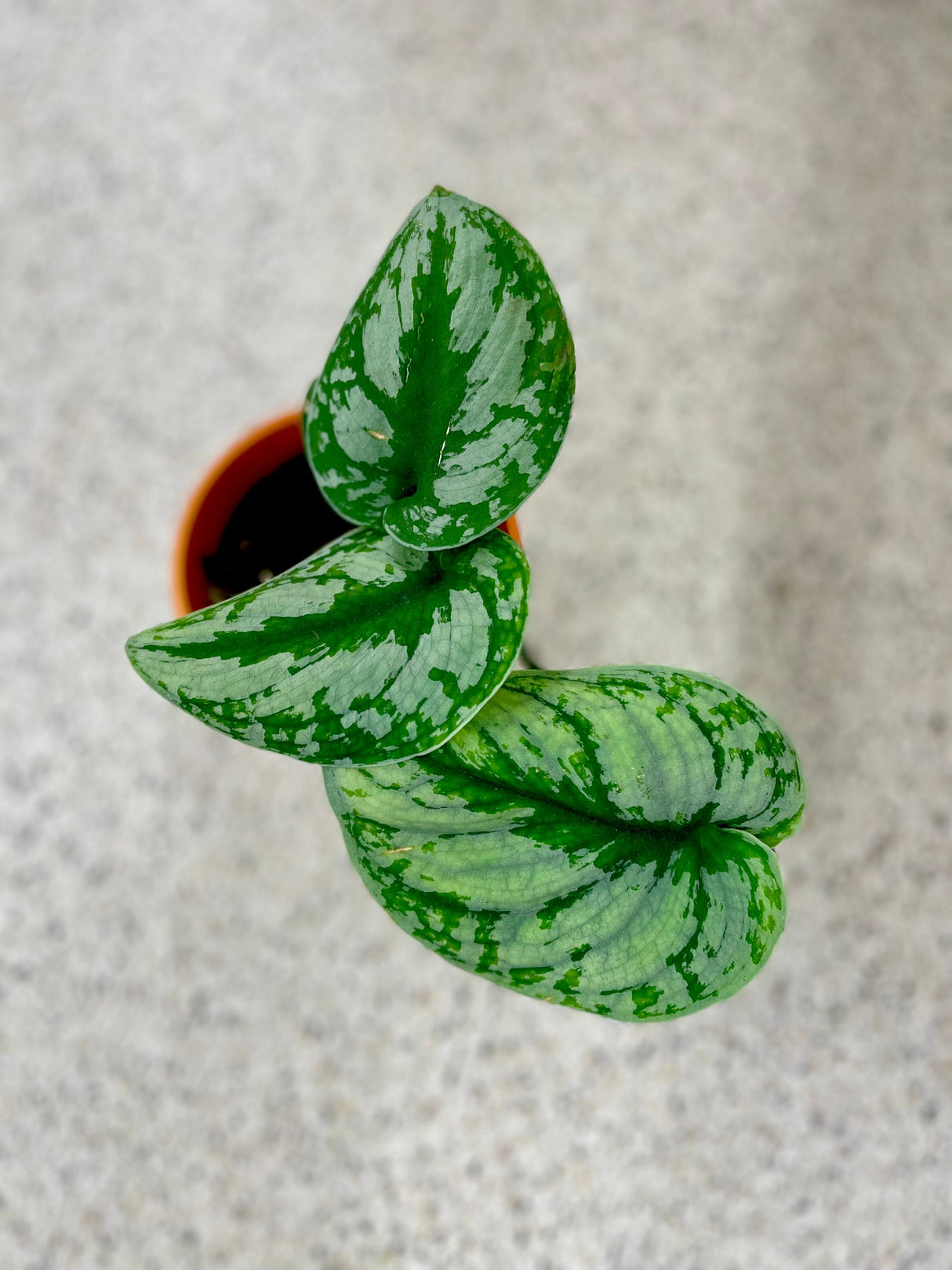 Scindapsus Silver Exotica plant - Rare vining indoor plant
