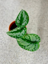 Scindapsus Silver Exotica plant - Rare vining indoor plant