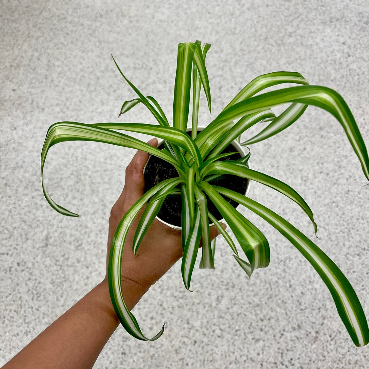 Spider Plant in a Nursery Pot