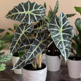 Alocasia Polly Plant in 6" Nursery Pot