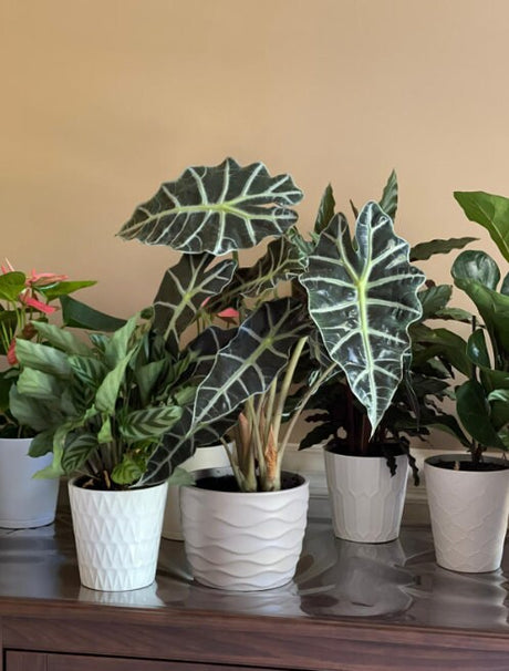 Alocasia Polly Plant in 6" Nursery Pot