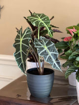 Alocasia Polly Plant in 6" Nursery Pot