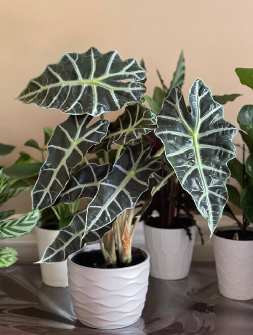 Alocasia Polly Plant in 6" Nursery Pot