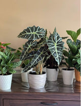 Alocasia Polly Plant in 6" Nursery Pot