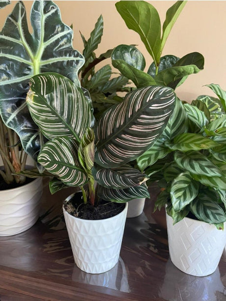 Calathea Ornata Pinstripe 4 Inch Grow Pot | Calathea Pinstripe Prayer Plant Easy Care | Pink Variegated Calathea Indoor Houseplant