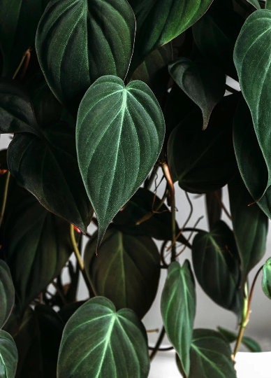 Velvet Leaf Philodendron cuttings RARE | Velvet Leaf plant | Philodendron Mican | Heartleaf Philodendron cutting | Rare indoor vining plant