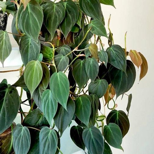 Velvet Leaf Philodendron cuttings RARE