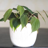 Velvet Leaf Philodendron plant