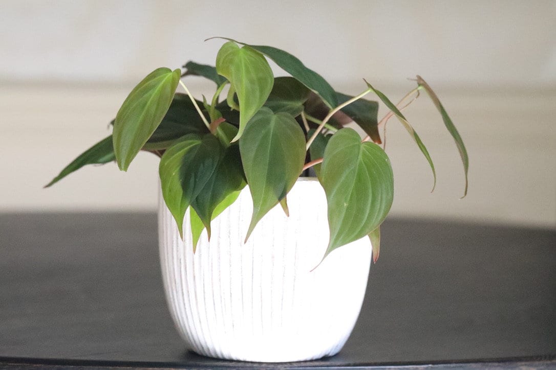 Velvet Leaf Philodendron plant | Velvet Leaf plant | Philodendron Mican | Office or shelf vining plant | Rare indoor plant low light