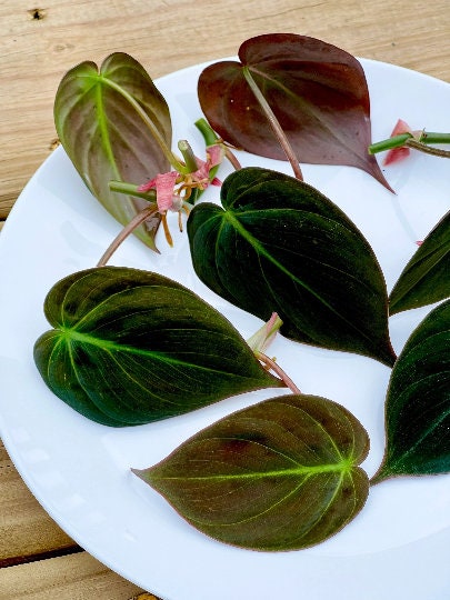Velvet Leaf Philodendron cuttings RARE | Velvet Leaf plant | Philodendron Mican | Heartleaf Philodendron cutting | Rare indoor vining plant