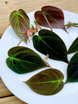 Velvet Leaf Philodendron cuttings RARE | Velvet Leaf plant | Philodendron Mican | Heartleaf Philodendron cutting | Rare indoor vining plant