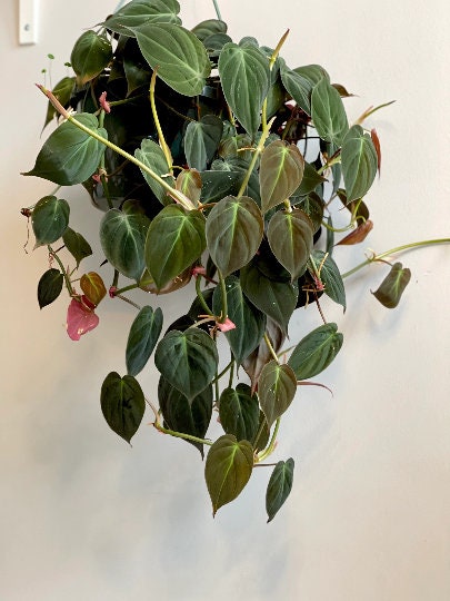 Velvet Leaf Philodendron cuttings RARE | Velvet Leaf plant | Philodendron Mican | Heartleaf Philodendron cutting | Rare indoor vining plant