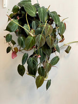 Velvet Leaf Philodendron cuttings RARE | Velvet Leaf plant | Philodendron Mican | Heartleaf Philodendron cutting | Rare indoor vining plant